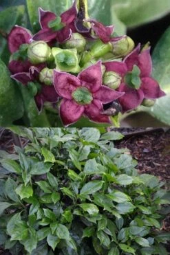 Rozannie Dwarf Aucuba (Japanese Laurel) - 3 Gallon Pot -Garden Plant Store aucuba japonica rozannie japanese laurel 13