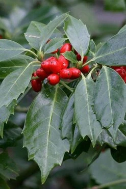 Rozannie Dwarf Aucuba (Japanese Laurel) - 3 Gallon Pot -Garden Plant Store aucuba japonica rozannie japanese laurel 6