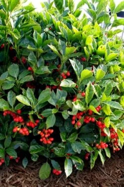 Rozannie Dwarf Aucuba (Japanese Laurel) - 3 Gallon Pot -Garden Plant Store aucuba japonica rozannie japanese laurel 8