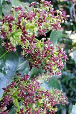 Rozannie Dwarf Aucuba (Japanese Laurel) - 3 Gallon Pot -Garden Plant Store aucuba japonica rozannie japanese laurel 9