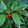 Sawtoothed Aucuba Serratifolia - 6 Pack Of 1 Gallon Pots