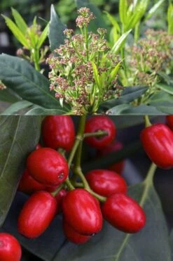 Sawtoothed Aucuba Serratifolia - 6 Pack Of 1 Gallon Pots -Garden Plant Store aucuba japonica serratifolia sawtoothed japanese laurel 21