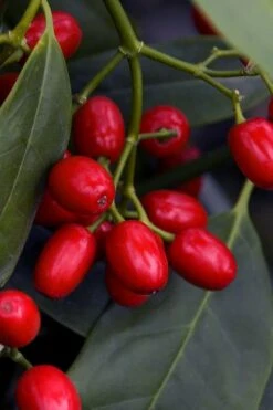 Sawtoothed Aucuba Serratifolia - 1 Gallon Pot -Garden Plant Store aucuba japonica serratifolia sawtoothed japanese laurel 23 1