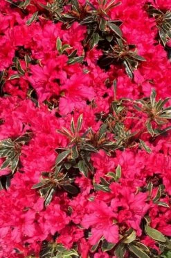 Arctic Rose Azalea - 3 Gallon Pot -Garden Plant Store azalea arctic rose 3