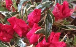 Arctic Rose Azalea - 3 Gallon Pot -Garden Plant Store azalea arctic rose 4