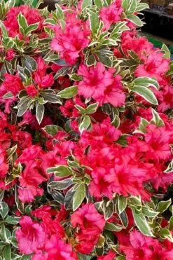 Arctic Rose Azalea - 3 Gallon Pot -Garden Plant Store azalea arctic rose 5