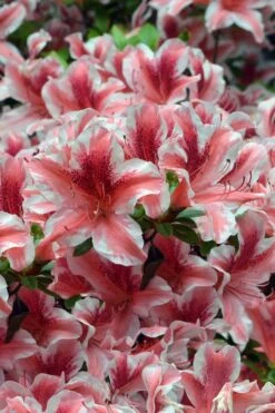 Ben Morrison Azalea - 3 Gallon Pot -Garden Plant Store azalea ben morrison 1