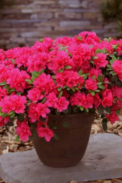Canzonetta Azalea - 1 Gallon Pot -Garden Plant Store azalea canzonetta 3