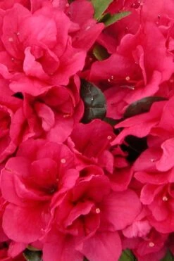 Canzonetta Azalea - 1 Gallon Pot -Garden Plant Store azalea canzonetta 500x750 1