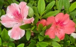 Lady Cavendish Azalea - 3 Gallon Pot 9 Lady Cavendish Azalea - 3 Gallon Pot -Garden Plant Store azalea cavendish 2