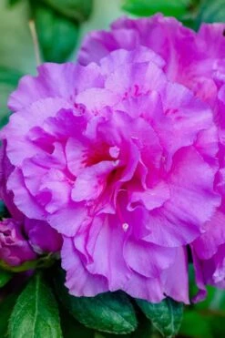 Autumn Majesty Encore Azalea - 3 Gallon Pot -Garden Plant Store azalea encore autumn majesty 12