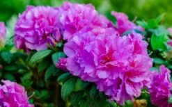 Autumn Majesty Encore Azalea - 3 Gallon Pot -Garden Plant Store azalea encore autumn majesty 13