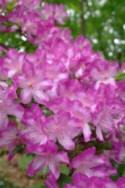 Fawn Azalea - 2 Gallon Pot -Garden Plant Store azalea fawn 6