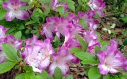 Fawn Azalea - 2 Gallon Pot -Garden Plant Store azalea fawn 7