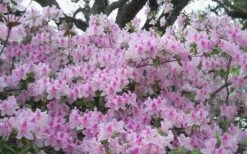 George L. Taber Southern Indica Azalea - 1 Gallon Pot -Garden Plant Store azalea george taber 10