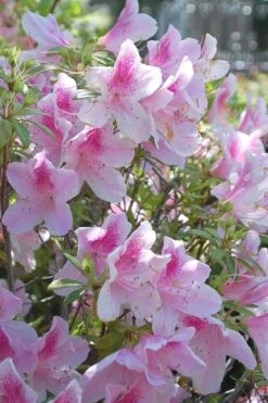 George L. Taber Southern Indica Azalea - 1 Gallon Pot -Garden Plant Store azalea george taber 11