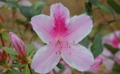 George L. Taber Southern Indica Azalea - 1 Gallon Pot -Garden Plant Store azalea george taber 13