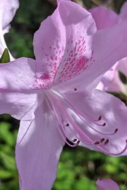 Gulf Pride Fragrant Southern Indica Azalea - 3 Gallon Pot -Garden Plant Store azalea gulf pride 5