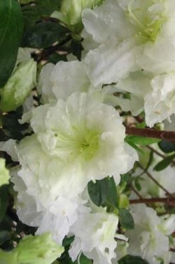 Helen Curtis Azalea - 3 Gallon Pot -Garden Plant Store azalea helen curtis 7