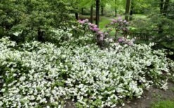 Helen Curtis Azalea - 3 Gallon Pot -Garden Plant Store azalea helen curtis 9