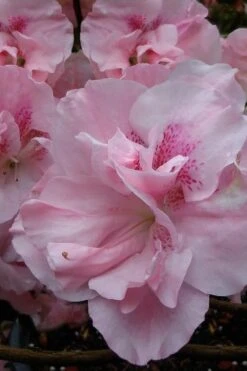 Nancy Of Robin Hill Azalea - 2 Gallon Pot -Garden Plant Store azalea nancy at robin hill 1