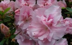 Nancy Of Robin Hill Azalea - 2 Gallon Pot -Garden Plant Store azalea nancy of robin hill 3