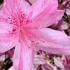 Northlake Beauty Azalea - 3 Gallon Pot