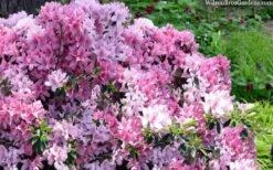 Northlake Beauty Azalea - 6 Pack Of 1 Gallon Pots -Garden Plant Store azalea northlake beauty 13 1