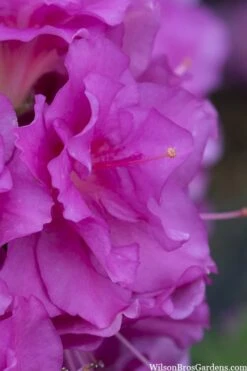 Perfecto Mundo Double Purple Reblooming Azalea - 3 Gallon Pot -Garden Plant Store azalea perfecto mondo double20purple 1