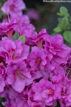 Perfecto Mundo Double Purple Reblooming Azalea - 3 Gallon Pot -Garden Plant Store azalea perfecto mondo double20purple 3
