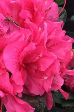 Perfecto Mundo Double Dark Pink Reblooming Azalea - 2 Gallon Pot 7 Perfecto Mundo Double Dark Pink Reblooming Azalea - 2 Gallon Pot -Garden Plant Store azalea perfecto mundo double dark pink 1