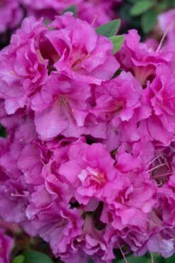 Perfecto Mundo Double Purple Reblooming Azalea - 3 Gallon Pot -Garden Plant Store azalea perfecto mundo double purple 500x750 1
