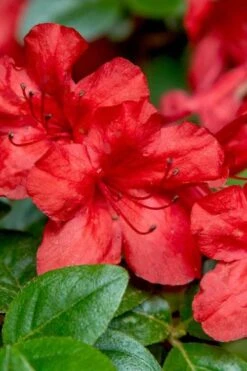 Stewartstonian Azalea - 3 Gallon Pot -Garden Plant Store azalea stewartstonian 2