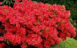 Stewartstonian Azalea - 3 Gallon Pot -Garden Plant Store azalea stewartstonian 3