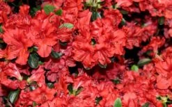 Stewartstonian Azalea - 3 Gallon Pot -Garden Plant Store azalea stewartstonian 4