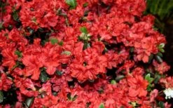Stewartstonian Azalea - 3 Gallon Pot -Garden Plant Store azalea stewartstonian 6