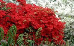 Stewartstonian Azalea - 3 Gallon Pot -Garden Plant Store azalea stewartstonian 7