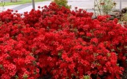 Stewartstonian Azalea - 3 Gallon Pot -Garden Plant Store azalea stewartstonian 8