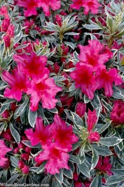 The Robe Azalea - 2 Gallon Pot -Garden Plant Store azalea the robe 3