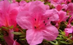 Chinzan Dwarf Azalea - 3 Gallon Pot -Garden Plant Store azaleachinzan