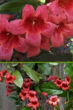 Shalimar Red Crossvine - Bignonia Capreolata - 2 Gallon Pot -Garden Plant Store bignonia shalimar red crossvine 500x750 1