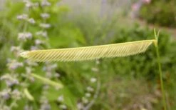 Blonde Ambition Blue Grama Grass (Bouteloua Gracilis) - 1 Gallon Pot -Garden Plant Store bouteloua gracilis blonde ambition grama grass 1