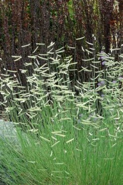 Blonde Ambition Blue Grama Grass (Bouteloua Gracilis) - 1 Gallon Pot -Garden Plant Store bouteloua gracilis blonde ambition grama grass 10
