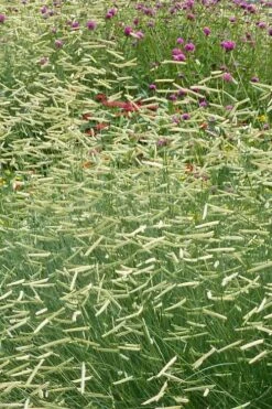 Blonde Ambition Blue Grama Grass (Bouteloua Gracilis) - 1 Gallon Pot -Garden Plant Store bouteloua gracilis blonde ambition grama grass 2
