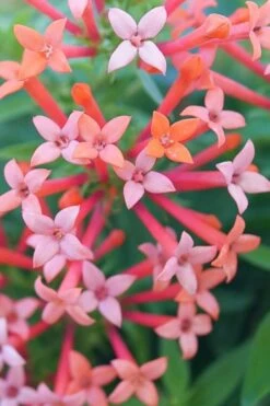 Estrellita Little Star Firecracker Bush (Bouvardia) - 3 Pack Of Quart Pots 9 Estrellita Little Star Firecracker Bush (Bouvardia) - 3 Pack Of Quart Pots -Garden Plant Store bouvardia estrellita little star firecracker bush 1