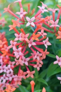 Estrellita Little Star Firecracker Bush (Bouvardia) - 3 Pack Of Quart Pots 8 Estrellita Little Star Firecracker Bush (Bouvardia) - 3 Pack Of Quart Pots -Garden Plant Store bouvardia estrellita little star firecracker bush 2