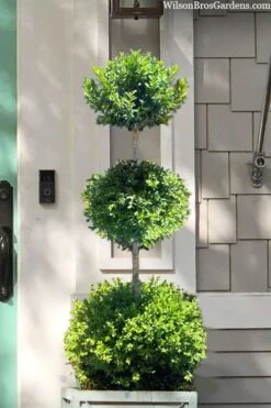 Green Mountain Boxwood 3-Ball Poodle Tier Topiary - 6 Gallon Pot