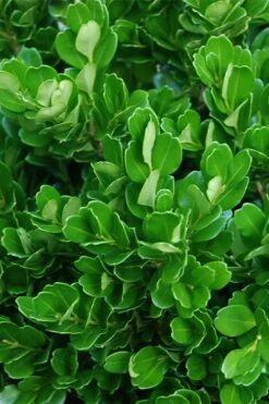 Richard Boxwood (Buxus Harlandii) - 3 Gallon Pot -Garden Plant Store buxus harlandii richard dwarf boxwood 2