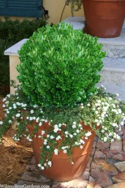 Richard Boxwood (Buxus Harlandii) - 3 Gallon Pot -Garden Plant Store buxus harlandii richard dwarf boxwood 4