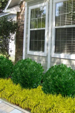 Richard Boxwood (Buxus Harlandii) - 3 Gallon Pot -Garden Plant Store buxus harlandii richard dwarf boxwood 5